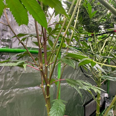 MiscxLAZ 5-4 34.63g growlog timeline photo