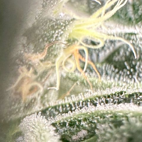 CxLAZ #31 C growlog timeline photo
