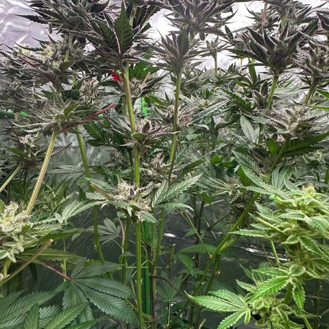 MiscxLAZ #22 C 42.33g growlog timeline photo