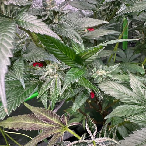 MiscxLAZ 5-4 34.63g growlog timeline photo