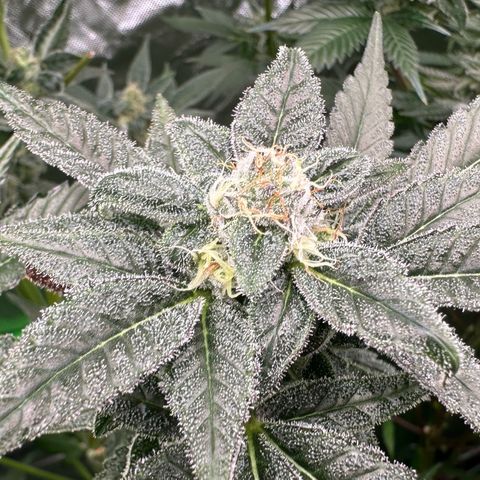 CxLAZ #31 C growlog timeline photo