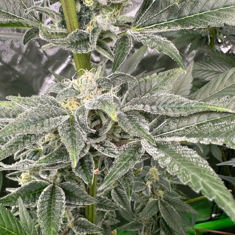 CxLAZ #31 C growlog timeline photo