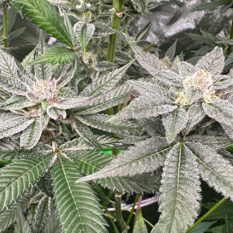 CxLAZ #31 C growlog timeline photo