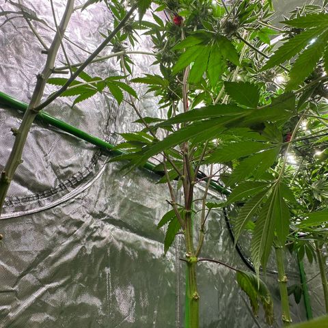 MiscxLAZ 5-4 34.63g growlog timeline photo