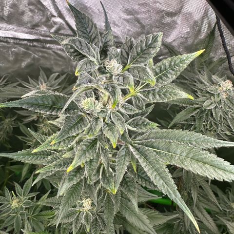 CxLAZ #31 C growlog timeline photo