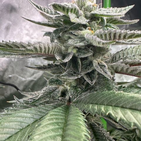 MiscxLAZ 5-4 34.63g growlog timeline photo