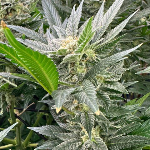 Fuel D.OG #2 Female 49.44g M growlog timeline photo