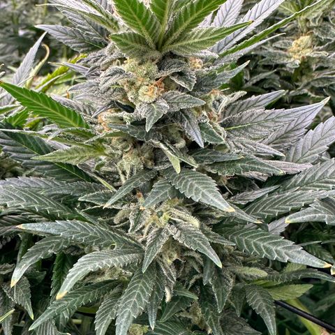 Fuel D.OG #2 Female 49.44g M growlog timeline photo