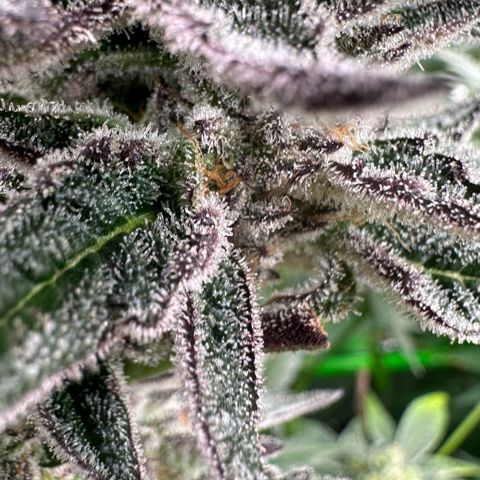 MiscxLAZ #22 C 42.33g growlog timeline photo