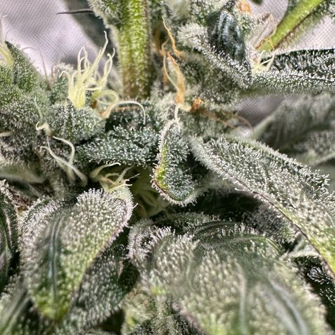CxLAZ #31 C growlog timeline photo