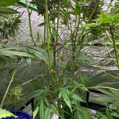 MiscxLAZ #22 C 42.33g growlog timeline photo