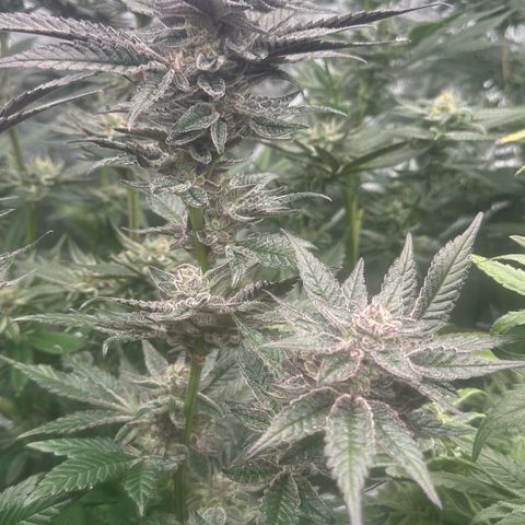 MiscxLAZ #22 C 42.33g growlog timeline photo
