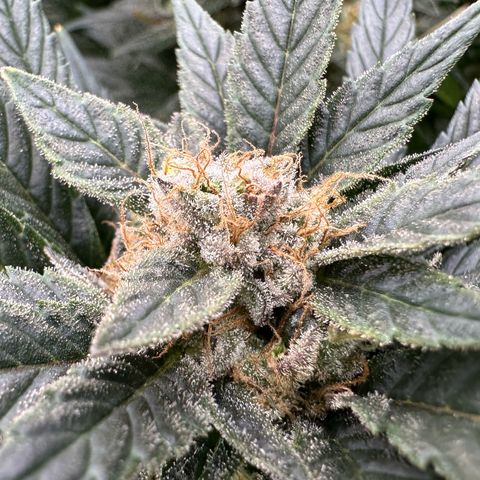 Fuel D.OG #2 Female 49.44g M growlog timeline photo