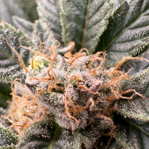 Fuel D.OG #2 Female 49.44g M growlog timeline photo