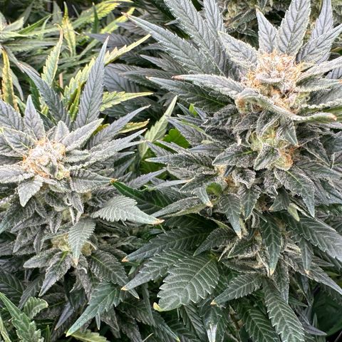 Fuel D.OG #2 Female 49.44g M growlog timeline photo