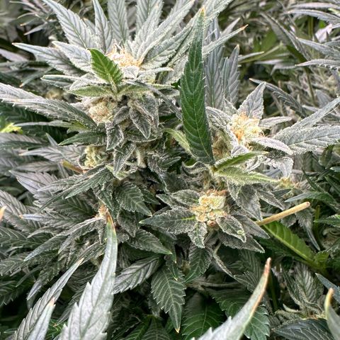 Fuel D.OG #2 Female 49.44g M growlog timeline photo