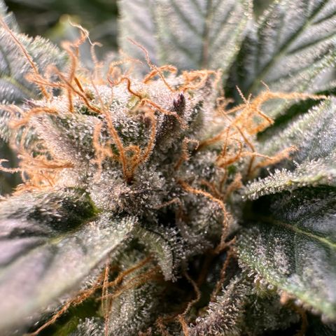 Fuel D.OG #2 Female 49.44g M growlog timeline photo