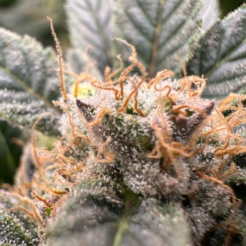 Fuel D.OG #2 Female 49.44g M growlog timeline photo
