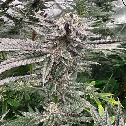 MiscxLAZ #22 C 42.33g growlog timeline photo