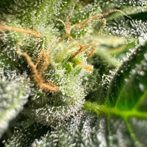 Fuel D.OG #2 Female 49.44g M growlog timeline photo