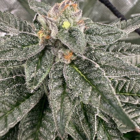 MiscxLAZ 5-4 34.63g growlog timeline photo