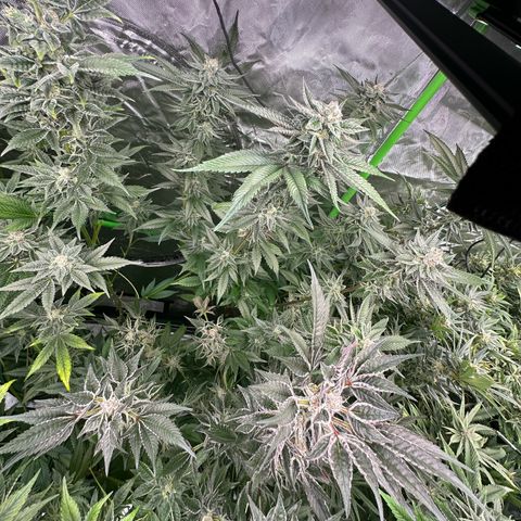 MiscxLAZ 5-4 34.63g growlog timeline photo
