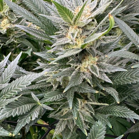 Fuel D.OG #2 Female 49.44g M growlog timeline photo