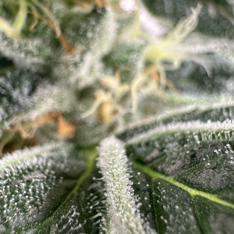 CxLAZ #31 C growlog timeline photo