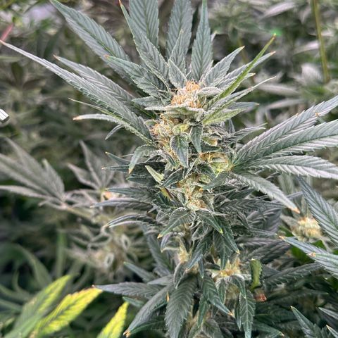 Fuel D.OG #2 Female 49.44g M growlog timeline photo