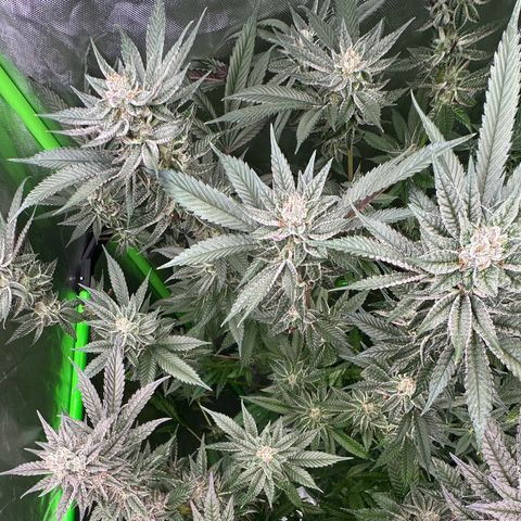 MiscxLAZ #22 C 42.33g growlog timeline photo
