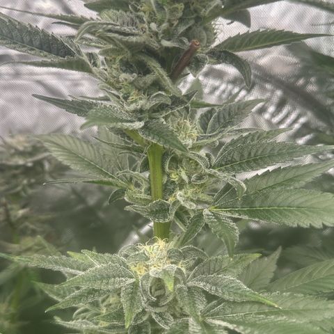 CxLAZ #31 C growlog timeline photo