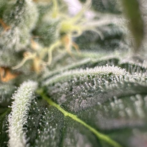 CxLAZ #31 C growlog timeline photo
