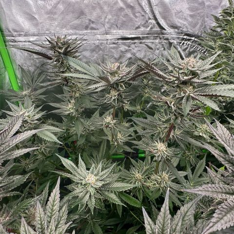 MiscxLAZ #27 C 39g growlog timeline photo