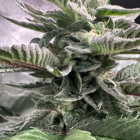 MiscxLAZ 5-4 34.63g growlog timeline photo