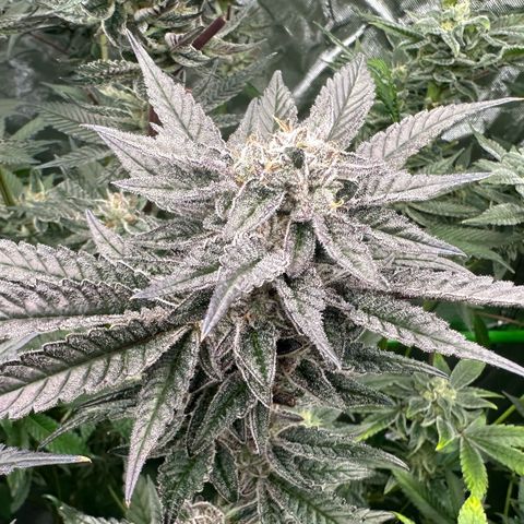 MiscxLAZ #22 C 42.33g growlog timeline photo