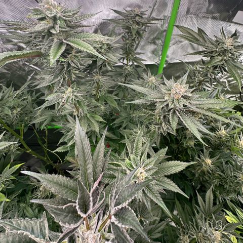MiscxLAZ 5-4 34.63g growlog timeline photo