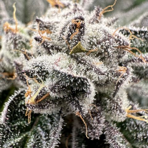 MiscxLAZ #22 C 42.33g growlog timeline photo