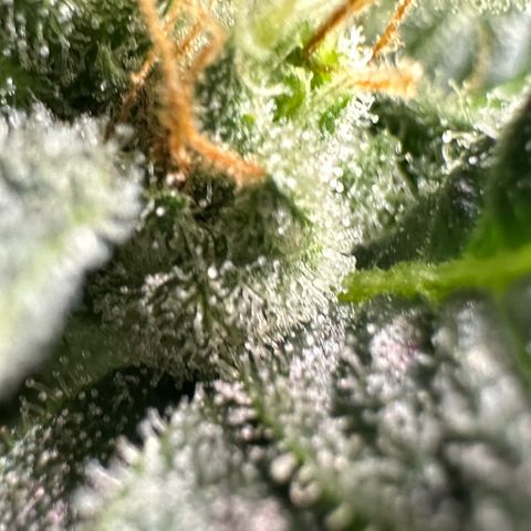 Fuel D.OG #2 Female 49.44g M growlog timeline photo