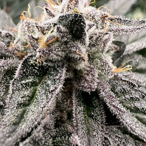 MiscxLAZ #22 C 42.33g growlog timeline photo