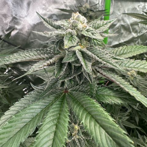MiscxLAZ 5-4 34.63g growlog timeline photo