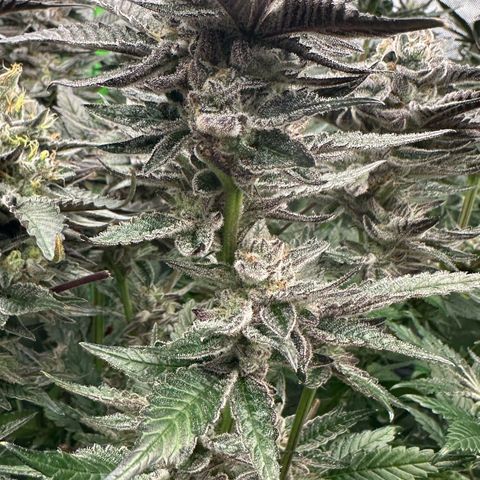 MiscxLAZ #22 C 42.33g growlog timeline photo