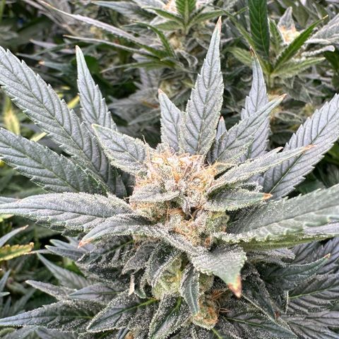 Fuel D.OG #2 Female 49.44g M growlog timeline photo