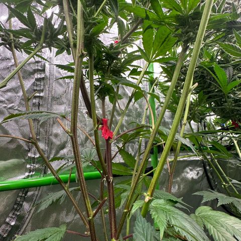 MiscxLAZ 5-4 34.63g growlog timeline photo