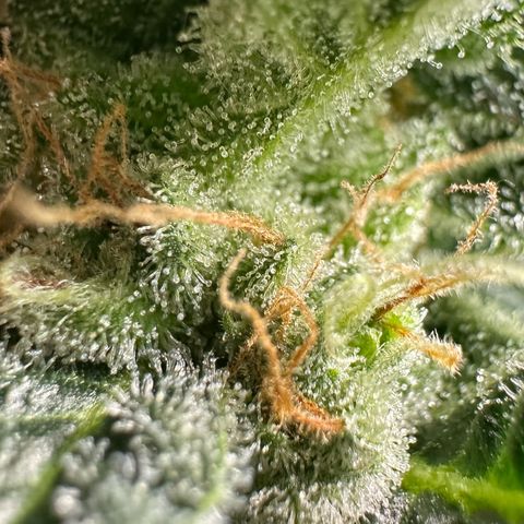Fuel D.OG #2 Female 49.44g M growlog timeline photo