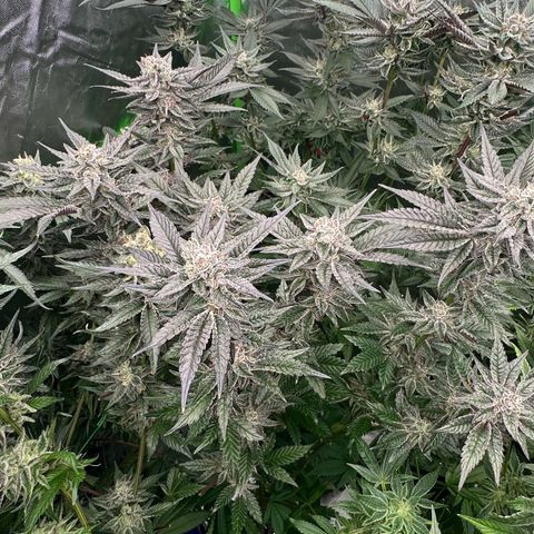 MiscxLAZ #22 C 42.33g growlog timeline photo