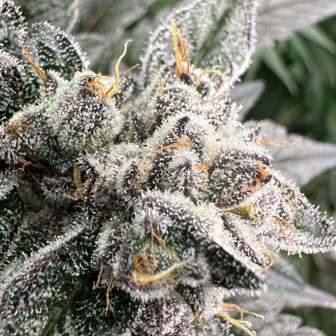 MiscxLAZ #22 C 42.33g growlog timeline photo