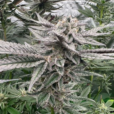 MiscxLAZ #22 C 42.33g growlog timeline photo