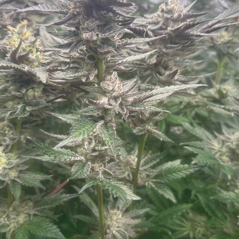 MiscxLAZ #22 C 42.33g growlog timeline photo