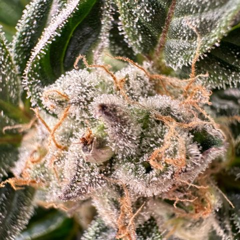 Fuel D.OG #2 Female 49.44g M growlog timeline photo