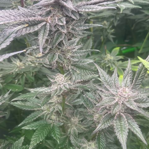 MiscxLAZ #22 C 42.33g growlog timeline photo